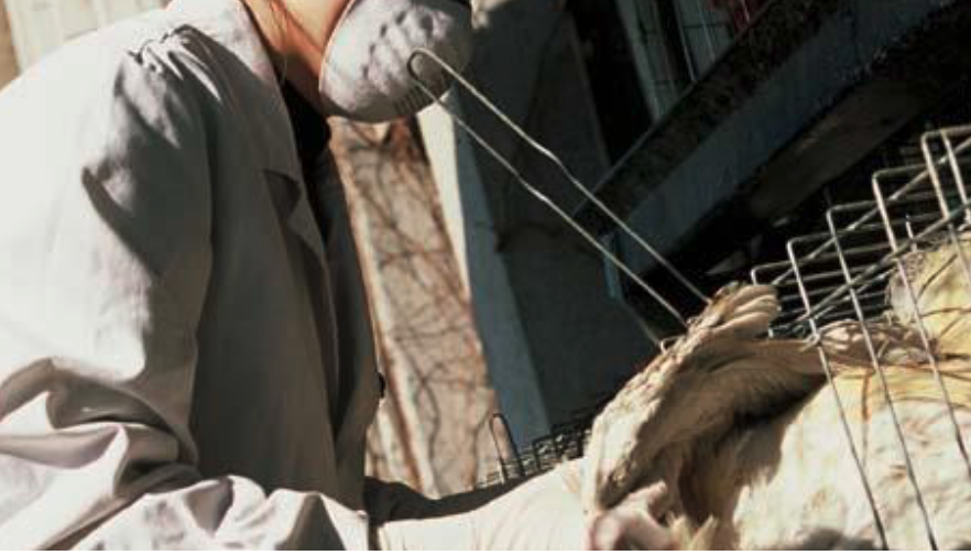 WHO Influenza (avian and other zoonotic) fact sheet