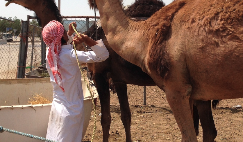 WHO EPI-WIN Webinar: MERS-CoV, a circulating coronavirus with epidemic and pandemic potential